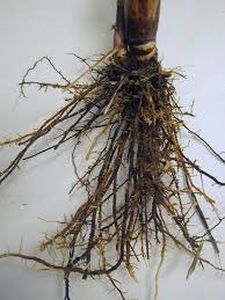uploads/images/pest/sugarcane nematodes1.jpg
